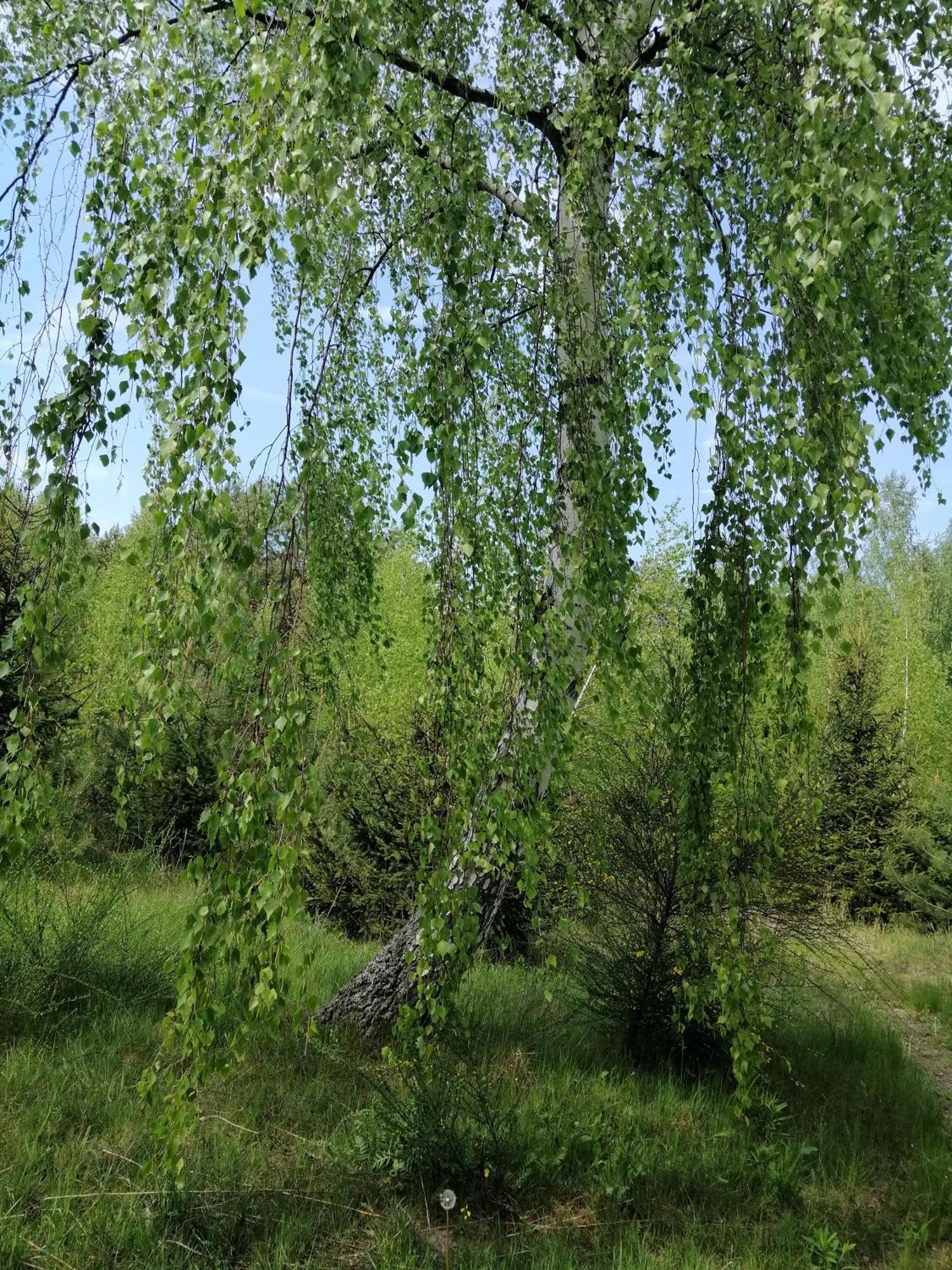 Klimaty Poleskiego Parku Apartment